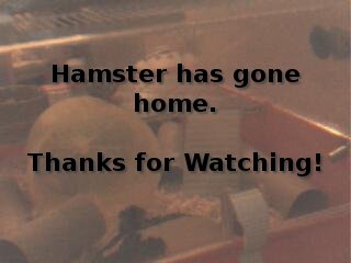 Hamsters!